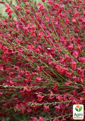 Ракитник 3-х летний "Red Lion" вазон С4 - фото 2