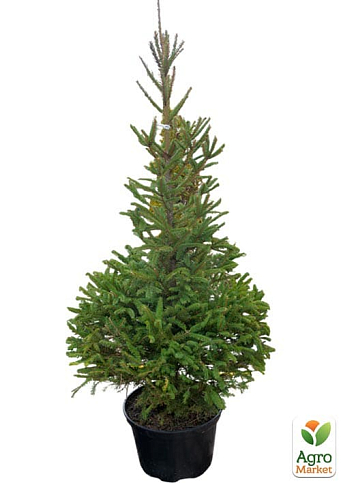 Ялина 5-річна "Європейська" (Picea Abies) С5 висота 60-80см  - фото 2