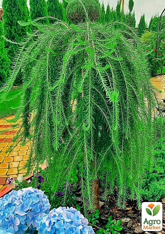 Лиственница Европейская на штамбе "Larix Pendula" С2, высота 60-70см - фото 5