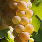 Виноград "Мускарис" (винный, средний срок созревания, мускатный аромат)