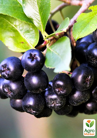 Аронія "Неро" (горобина чорноплідна)