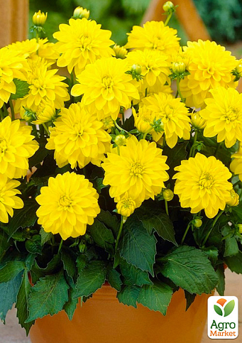 Жоржина "Gallery Cezanne"