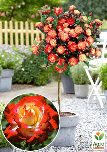 Ексклюзив! Троянда штамбова червона з білою серцевиною "Любов Монро" (Love Monroe) (саджанець класу АА +, преміальний високорослий сорт)