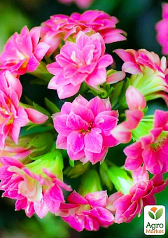 Каланхое Блоссфельда "Rose" (Kalanchoe Blossfeldiana) (Нідерланди)7