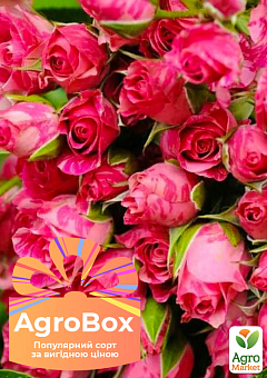 Эксклюзив! AGROBOX с саженцем обильно цветущей розы1