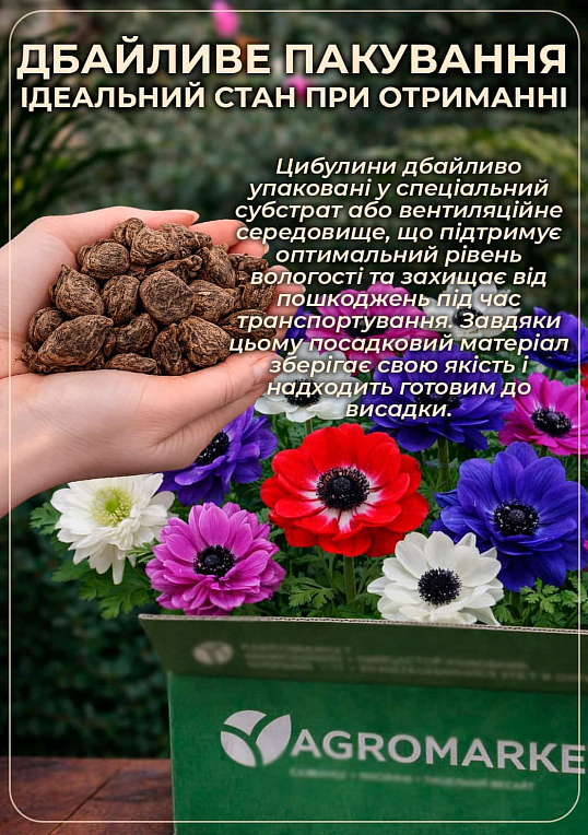 Анемона "Mix" (розмір 5/6, великий) 5шт в упаковці - фото 4