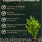 Самшит буксус вічнозелений "Гармонія" (Harmony)