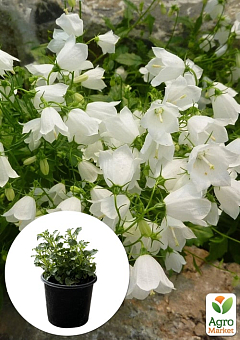 Кампанула "Clips White"2