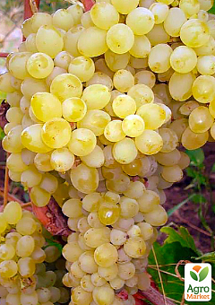 Виноград "Цитронный" (кишмиш, средне-ранний срок созревания, масса грозди 600-800гр)2