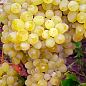 Виноград "Цитронный" (кишмиш, средне-ранний срок созревания, масса грозди 600-800гр)