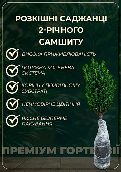 Самшит вічнозелений "Buxus sempervirens" 2-х річний саджанець9