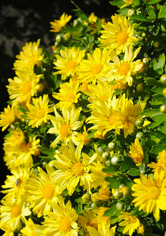 Хризантема Садовая "Yellow Chamomile" (высота 30-50см) - фото 3