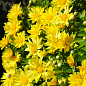Хризантема Садова "Yellow Chamomile" (висота 30-50см) цена