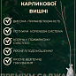 Вишня карликова куляста "Очікування" Ексклюзив!