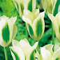 Тюльпан "White Spring Green" (размер 11/12 , крупный) 3шт в упаковке