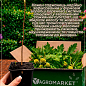 Платан западный "Platanus occidentalis" (декоративный, морозостойкий)