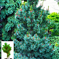 Сосна "Негиши" (Pinus parviflora "Negishi") C2, высота 30-40см