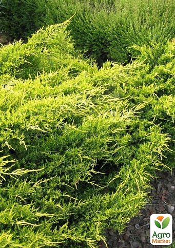 Ялівець середній "Old Gold" (контейнер Р9, висота 10-12 см)