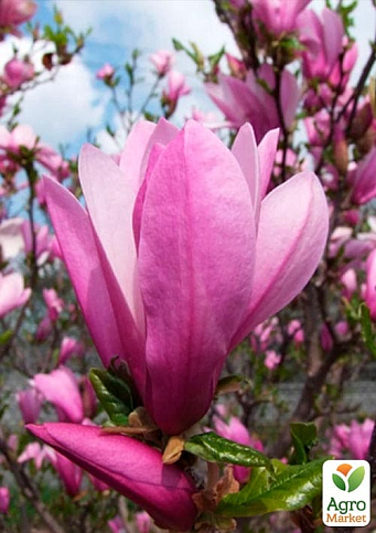 Магнолия "Judy" (Джуди)  - фото 7