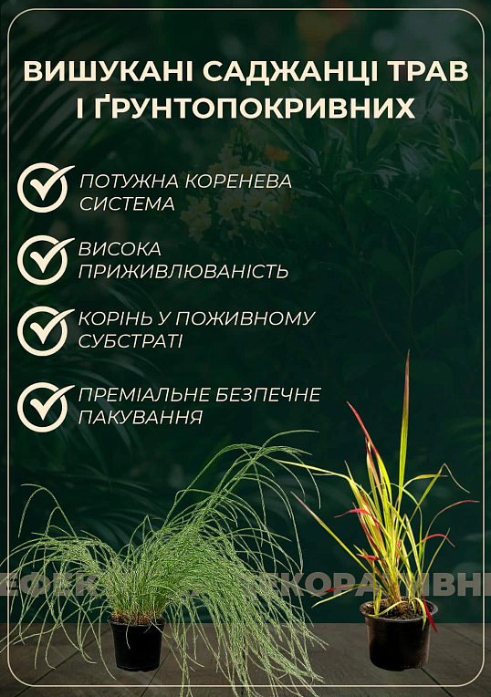 Ковыль тончайший "Pony Tails`" вазон С2