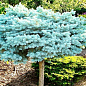 Ель колючая на штамбе "Glauca Globosa" С5, высота 70-100см купить