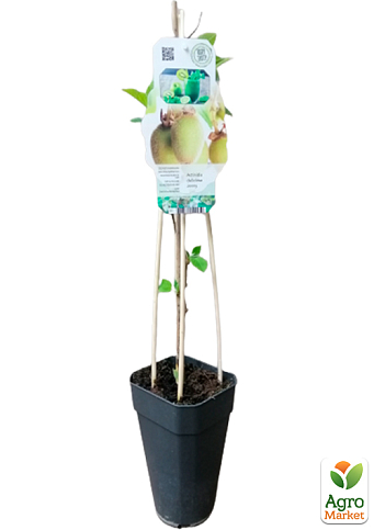 LMTD Ківі "Jenny" (самозапильний сорт, укорінений) - фото 3