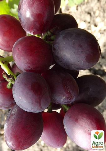 Виноград "Еверест" (ранньостиглий, велика ягода, маса грони 600-1200гр) 1 саджанець в упаковці - фото 3