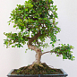 Бонсай "Zelkova"