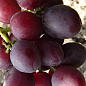 Виноград "Еверест" (ранньостиглий, велика ягода, маса грони 600-1200гр) 1 саджанець в упаковці цена