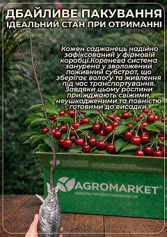 Ексклюзив! Вишня карликова куляста чорна "Великоплідна" (Large-fruited) (угорська селекція, преміальний морозостійкий сорт)16
