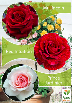 Окулянти Троянди на штамбі Триколор «Mr Lincoln + Red Intuition + Prince Jardinier»1