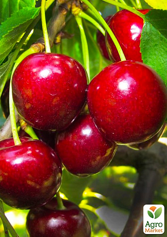 Эксклюзив! Черешня темно-бордовая "Удивительная" (Amazing) (премиальный устойчивый к заболеваниям сорт, позднего срока созревания)