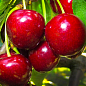 Эксклюзив! Черешня темно-бордовая "Удивительная" (Amazing) (премиальный устойчивый к заболеваниям сорт, позднего срока созревания)