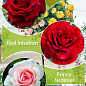 Окулянти Троянди на штамбі Триколор «Mr Lincoln + Red Intuition + Prince Jardinier»
