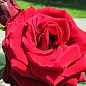 Роза чайно-гібридна "Норіта" (саджанець класу АА +) вищий сорт