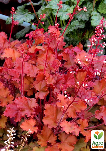 Гейхера (Heuchera) "Peach Flambe"
