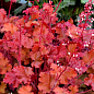 Гейхера (Heuchera) "Peach Flambe"
