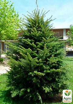 Ялиця Європейська біла 5-річна (Abies alba) С5, висота 30-40 см26