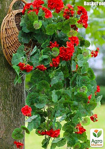 Пеларгония ампельная "Ivy Deep Red" (контейнер № 10, высота 10-20 см) - фото 3