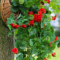 Пеларгонія ампельна "Ivy Deep Red" (контейнер № 10, висота 10-20 см) цена