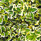 Самшит 2-х летний пестролистный "Variegata"