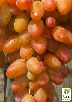 Виноград "Диксон" (средний срок созревания, крупная ягода, болезнеустойчивый)9