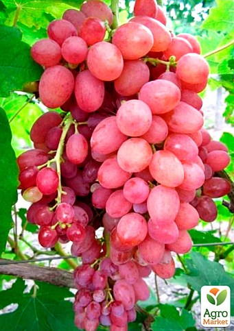 Виноград "Лучистый" (кишмиш, ранне-средний срок созревания) - фото 2