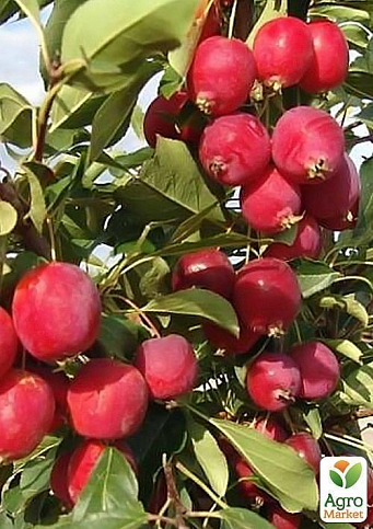 Яблуня "Берегиня" - фото 3