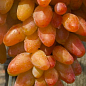 Виноград "Діксон" (середній термін дозрівання, велика ягода, болезнеустойчивость)