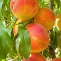 Персик "Улюбленець" (літній сорт, среднепозднего терміну дозрівання) цена