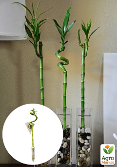 Бамбук комнатный "Lucky Bamboo" (Dracaena Sanderiana)1