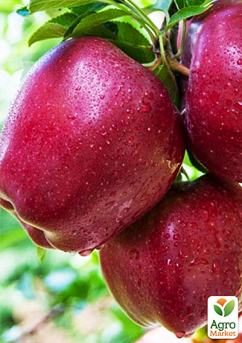 Яблуня "Чорний Принц" (зимовий сорт, средньо-пізній термін дозрівання) - фото 5