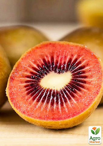 Ківі "Zespri Red" 2х річний саджанець (екзотичний, червоном'ясий фрукт, з цитрусовими нотками) - фото 4