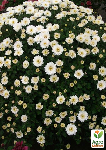 Хризантема мультифлора шарообразная "Staviski White"  - фото 2